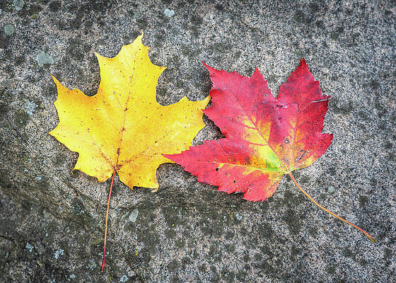 Outdoors Photograph - Two Leaves by Dave King