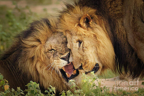 Two Lions in a Show of Affection Photograph
