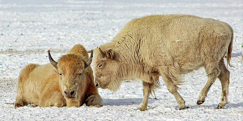 Winter Wall Art featuring the photograph Two Of A Kind by Shirley Dutchkowski