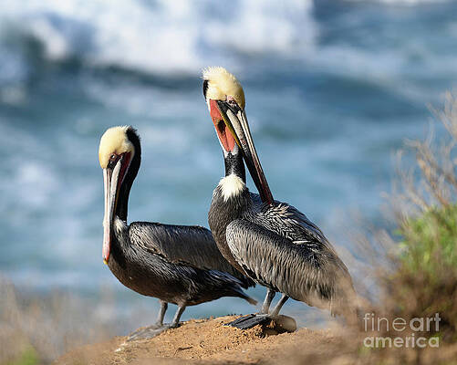Wall Art featuring the photograph Two Pelicians In La Jolla by Abigail Diane Photography