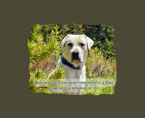 Dog Wall Art featuring the digital art White Labrador In Pine Trees  Inspirational Wall Art by Waterdancer