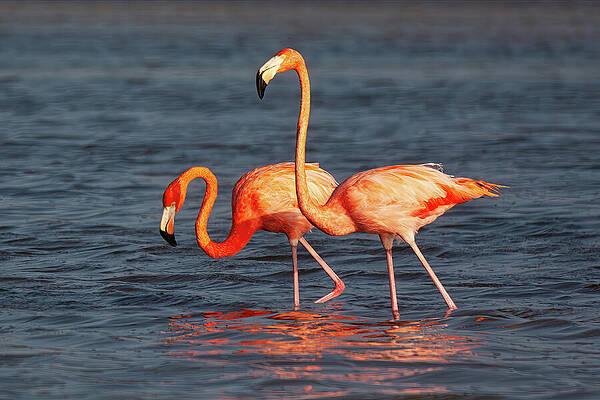 Vibrant Photograph - Two Pink Flamingos by Tatiana Travelways