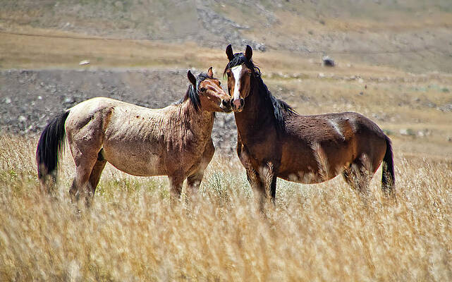 Animal Photograph - Two Proud Mustang Stallions by Waterdancer
