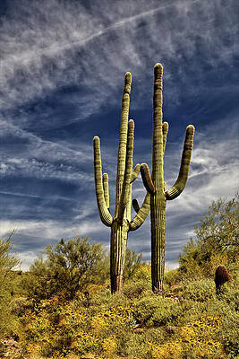 Arizona Photograph - Two Saguaros by Bob Falcone