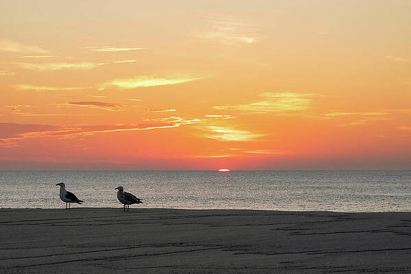 Summer Wall Art featuring the photograph Two Seagulls Enjoying A Jersey Shore Sunrise by Matthew DeGrushe