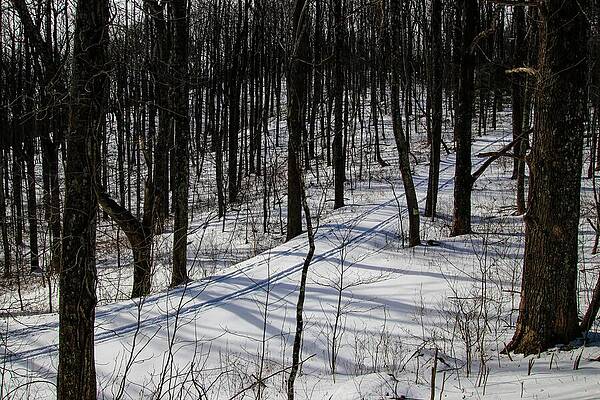 Wall Art featuring the photograph Two Tracks In The Snow by Deb Beausoleil