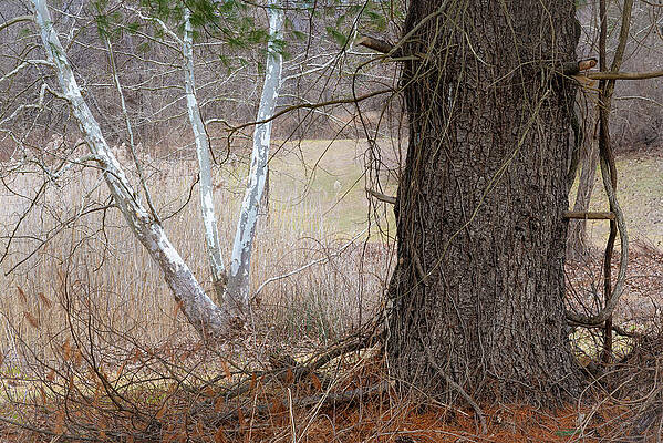 Outdoors Photograph - Two Trees by Dave King