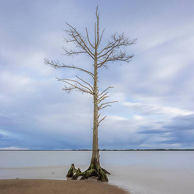 Tree Photograph - Two Trees by David Fountain
