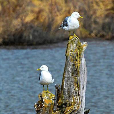Wall Art featuring the photograph Two Way by Harry Banks