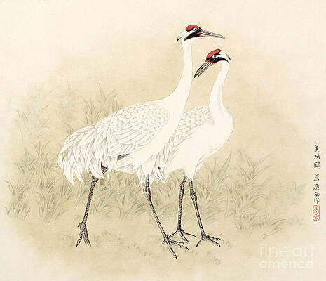 Two Whooping Cranes Print
