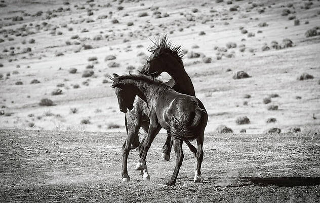 Wildlife Wall Art featuring the photograph Two Wild Black Foals Sparing by Waterdancer