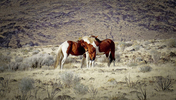 Animal Photograph - Two Wild Paint Stallions Nuzzling by Waterdancer