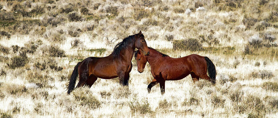 Animal Photograph - Two Wild Stallions At A Stand-off by Waterdancer