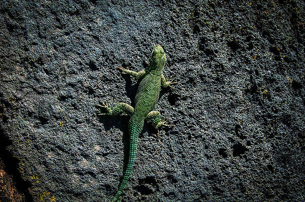 Mexico Photograph - Tzintzuntzan Lizard by William Scott Koenig
