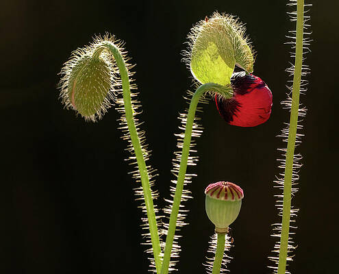Wall Art featuring the photograph Ukraine Remembrance by Joe Schofield