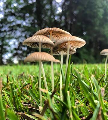 Natural Photograph - Umbrella Mushrooms by Greg Lane