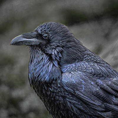 National Parks Wall Art featuring the photograph Uncommon Raven by Tim Lyden