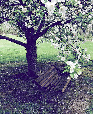 Tree Wall Art featuring the photograph Under The Crab Apple Tree by Onedayoneimage Photography