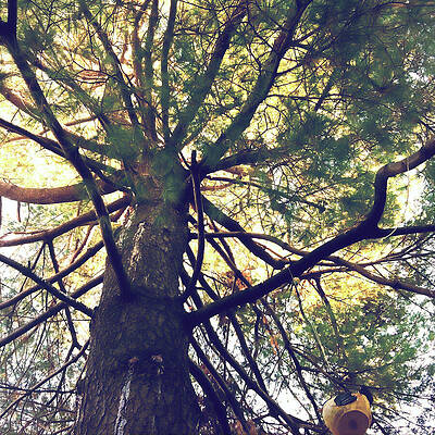 Majestic Tree with Sunlit Canopy Wall Art