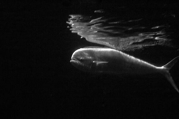 Black And White Photograph - Under The Surface #1 by Gina Cinardo