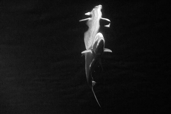 Black And White Photograph - Under The Surface #2 by Gina Cinardo