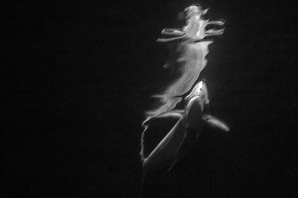 Black And White Photograph - Under The Surface #3 by Gina Cinardo