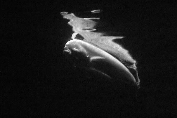 Black And White Photograph - Under The Surface #4 by Gina Cinardo