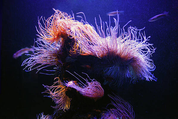 Landscape Wall Art featuring the photograph Under Water Coral Life by Severija Kirilovaite