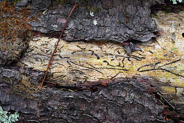 Wall Art featuring the photograph Underbark by Steven Nelson