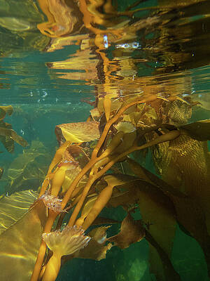 Wall Art featuring the photograph Underwater In The Giant Kelp Forest by Nancy Gleason