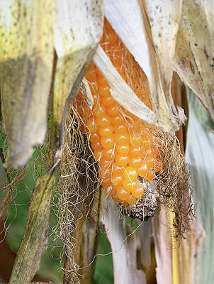 Wall Art featuring the photograph Unpicked Corn by Steven Nelson