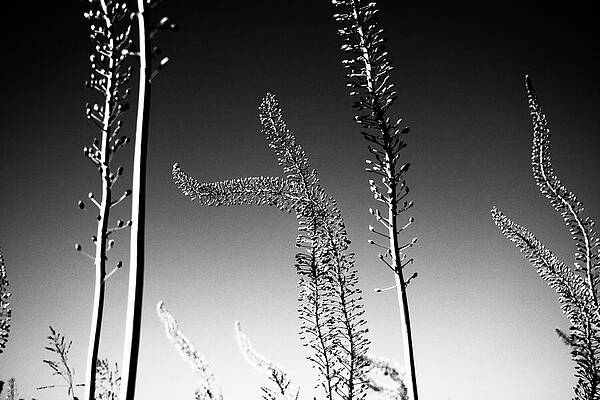 Wall Art featuring the photograph Unravel by Mia Badenhorst