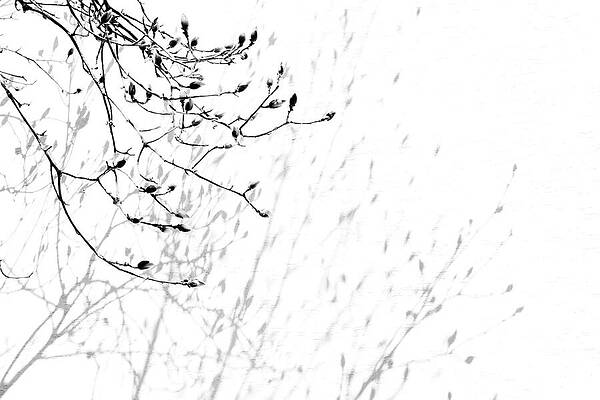 Wall Art featuring the photograph Unseen by Mia Badenhorst