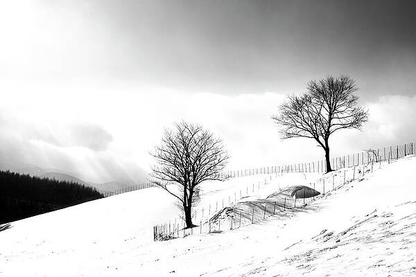 Wall Art featuring the photograph Unyielding by Mia Badenhorst