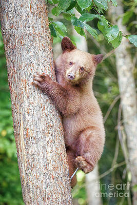 Bear Cub Climbing a Tree Photograph