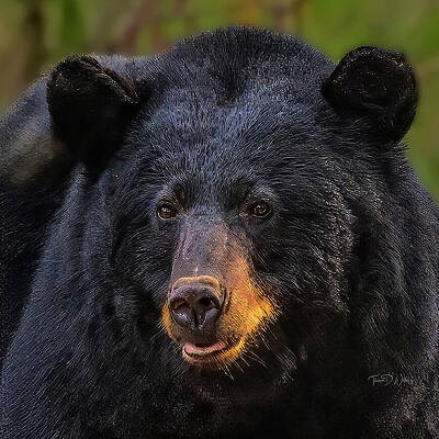 Close-Up of a Black Bear Photograph