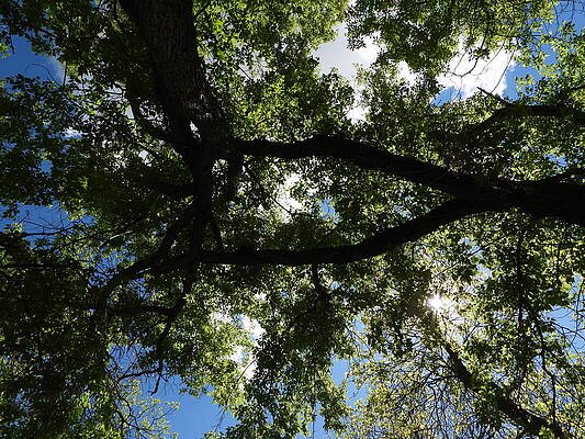 Sky Photograph - Up Through Dense Branches by Amanda R Wright