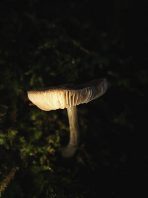 Raw Photograph - Uplighting The Gills by Scott Lyons