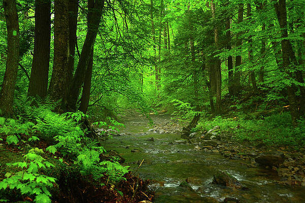 Wall Art featuring the photograph Upper Dunnfield Creek Spring Green And Rain Shine by Raymond Salani III