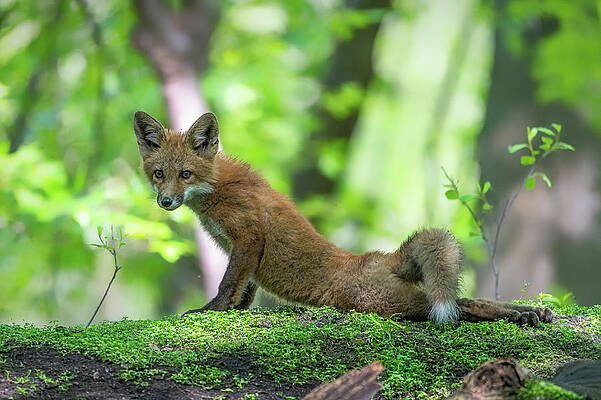 Country Wall Art featuring the photograph Upward Facing Fox by James Overesch
