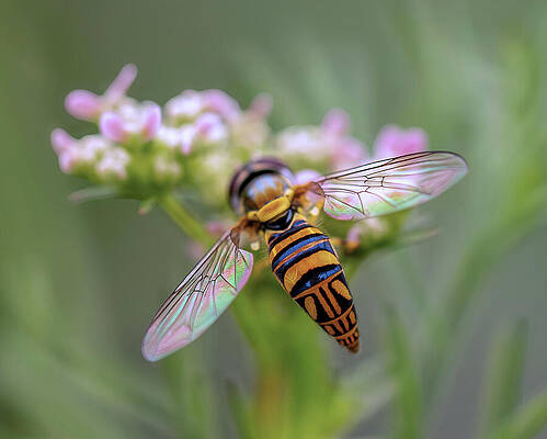 Wall Art featuring the photograph The Aerodynamic Hoverer by Joe Schofield