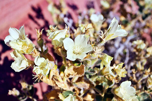 Wall Art featuring the photograph Valley Of Fire Wildflowers, Nevada by Tatiana Travelways
