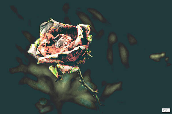 Nature Photograph - Van2- Withered by Alex John Bergerman