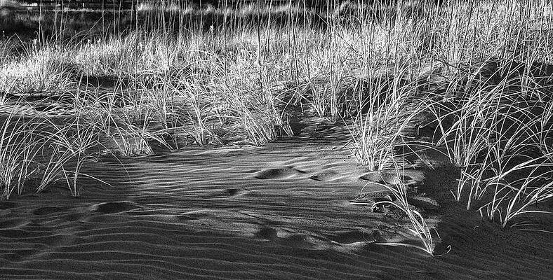 Wall Art featuring the photograph Vanishing Footsteps by Maryanne Keeling