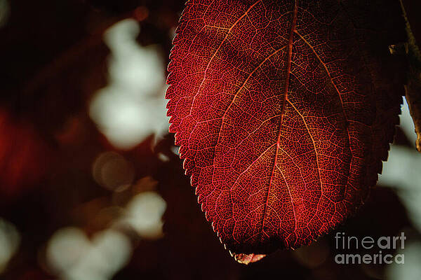 Close-Up of Red Autumn Leaf Wall Art