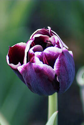 Nature Photograph - Velvet Tulip Bloom by Deb Beausoleil