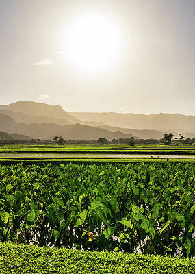 Wall Art featuring the photograph Verdant Taro Fields Thrive Under The Hawaiian Sun Near Hanalei B by Steven Heap