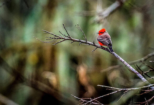 America Photograph - Vermillion Flycatcher At Brazos Bend by David Morefield