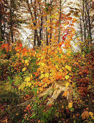 Vermont Photograph - Vermont Autumn Forest Renewal by Ron Long Ltd Photography
