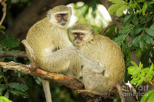 Vervet Monkeys Resting on a Branch Photograph